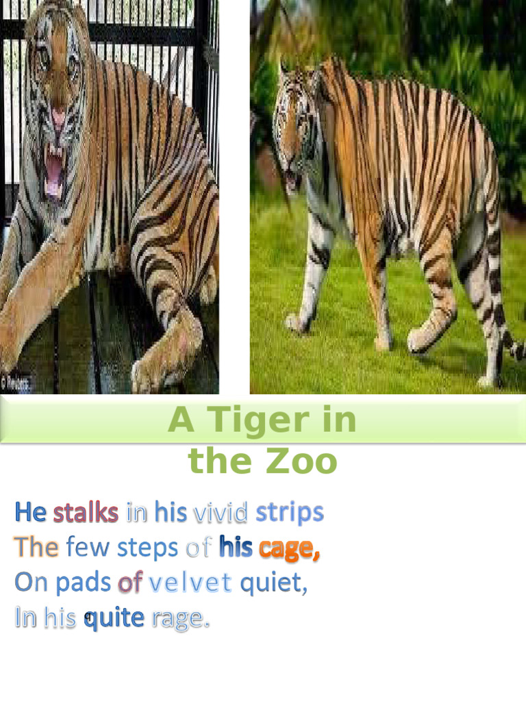Tiger's Life: Zoo vs. Wild Contrast | PDF | Tiger | Zoo