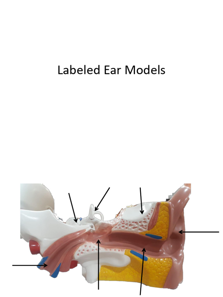 Ear Model | PDF