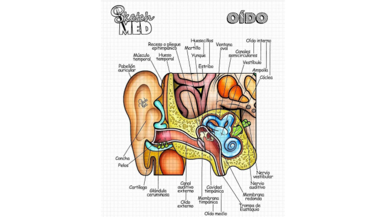 Oido 2 | PDF