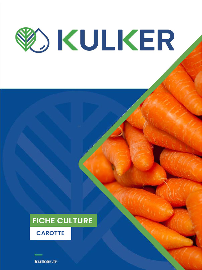 Culture de la Carotte et Irrigation Efficace | PDF | Irrigation | Semis