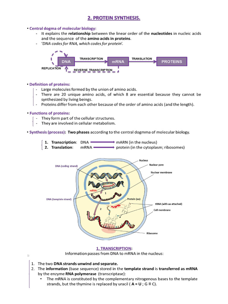 2 Protein Synthesis | PDF