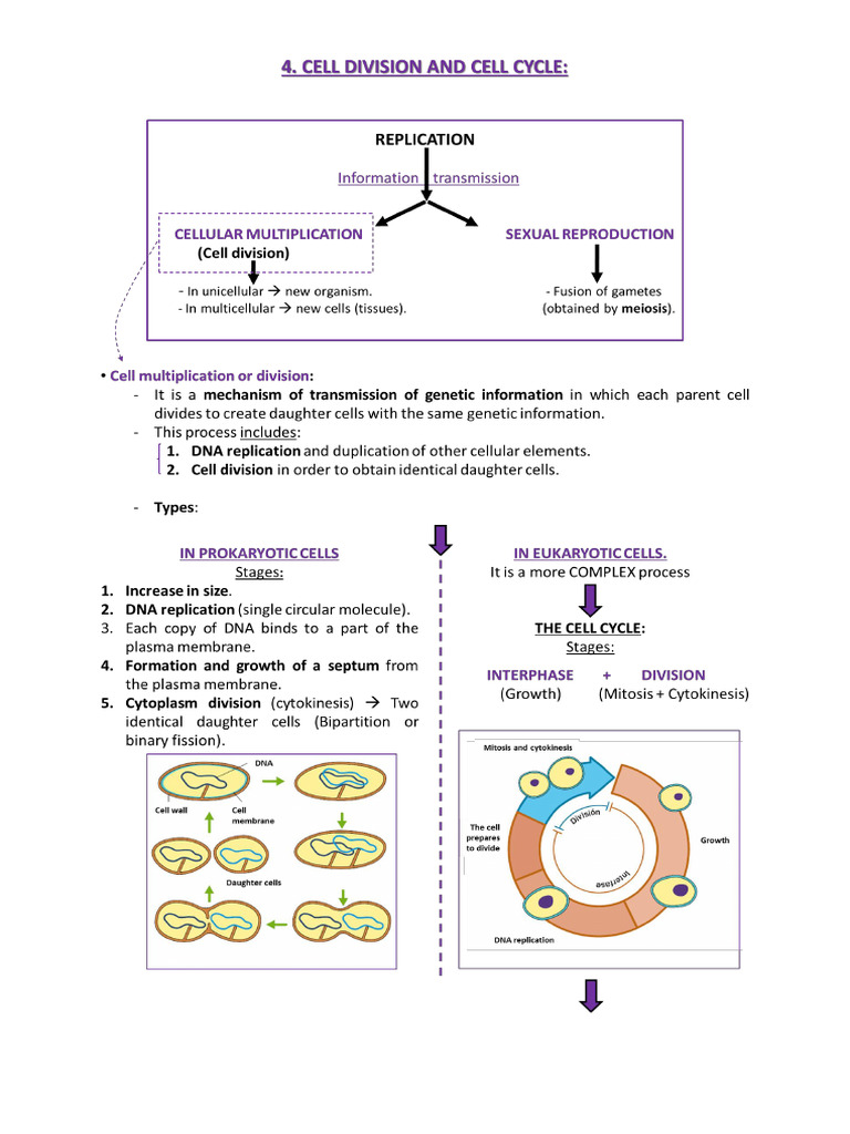 4 Cell Division and Cell Cycle (1) (3) | PDF