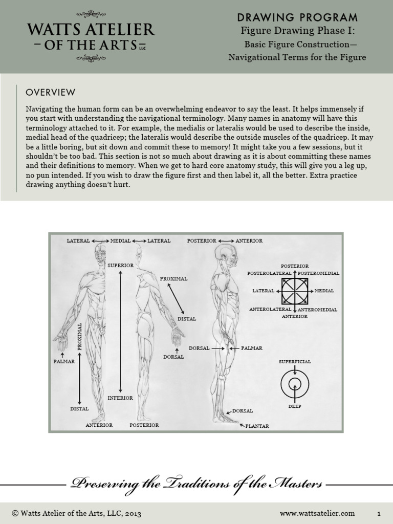 Anatomical Navigation Terms Guide | PDF | Anatomical Terms Of Location ...