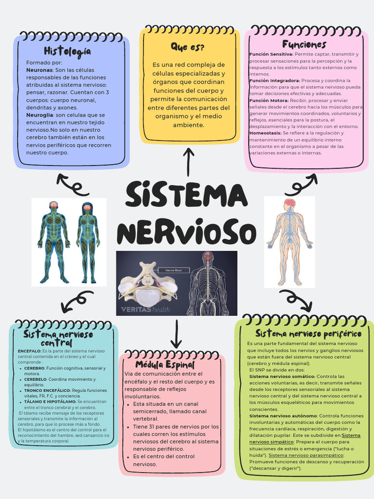 Funciones y Estructura del Sistema Nervioso | PDF | Sistema nervioso ...