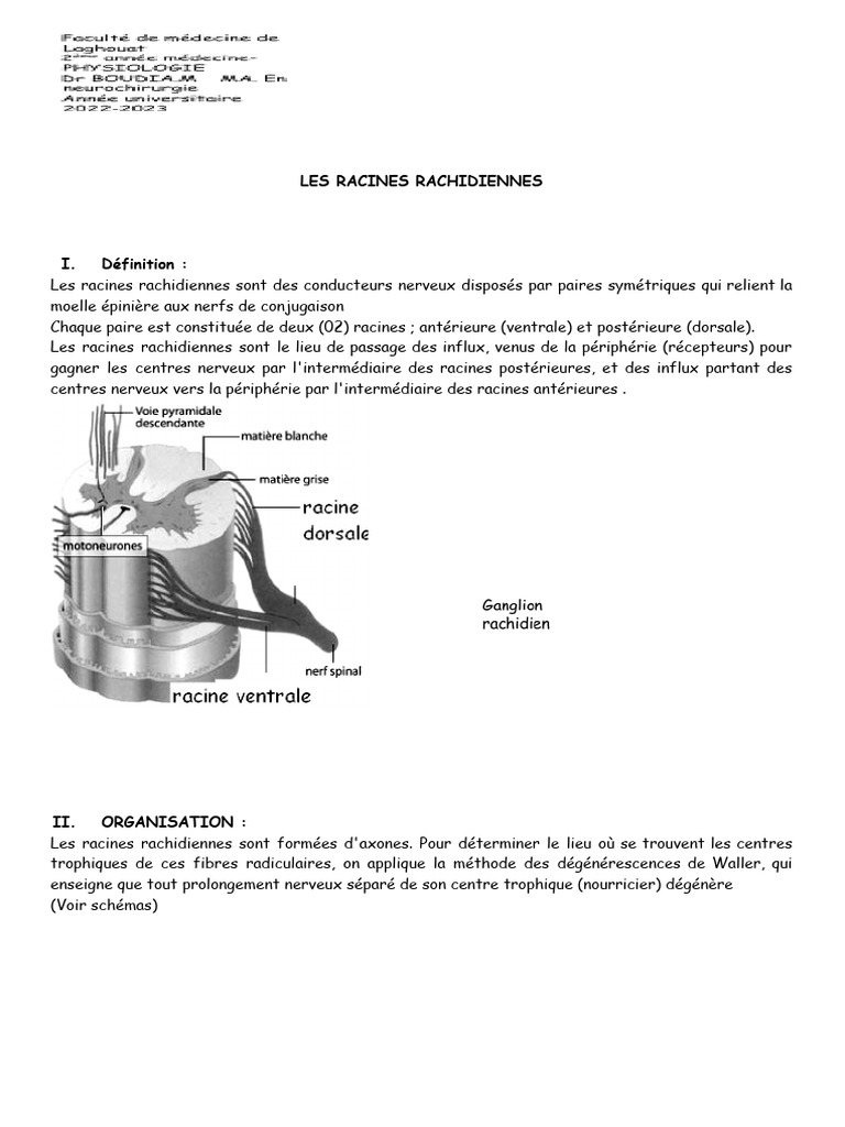 Comprendre les racines rachidiennes | PDF | Nerf | Système nerveux central