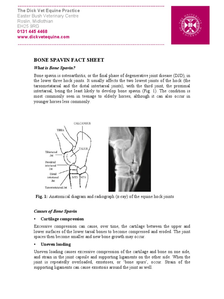 Bone Spavin Pdf Clinical Medicine Medicine