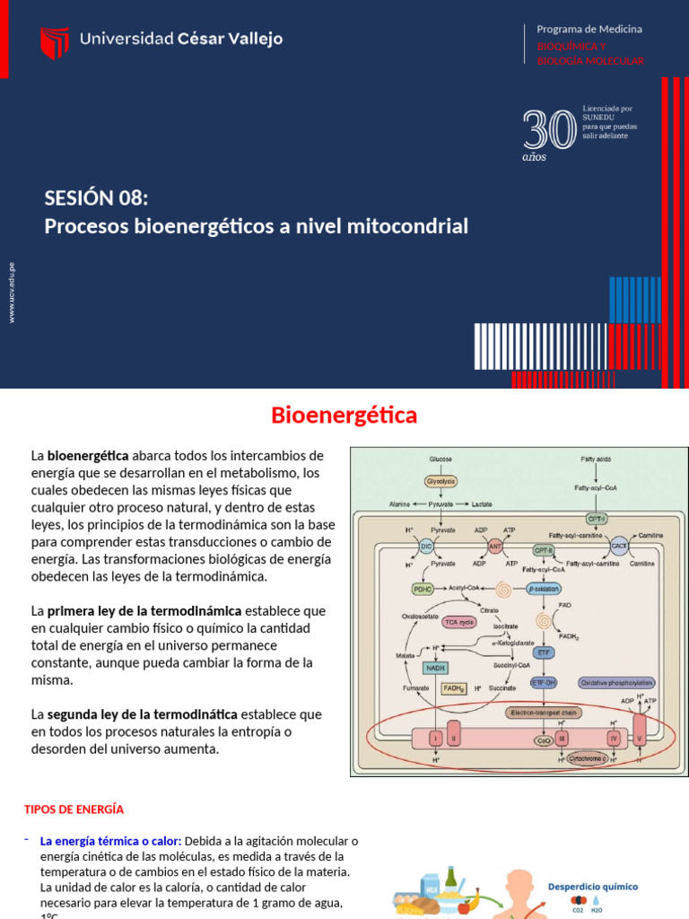 SESION 08. Procesos Bioenergéticos A Nivel Mitocondrial | PDF | Cadena ...
