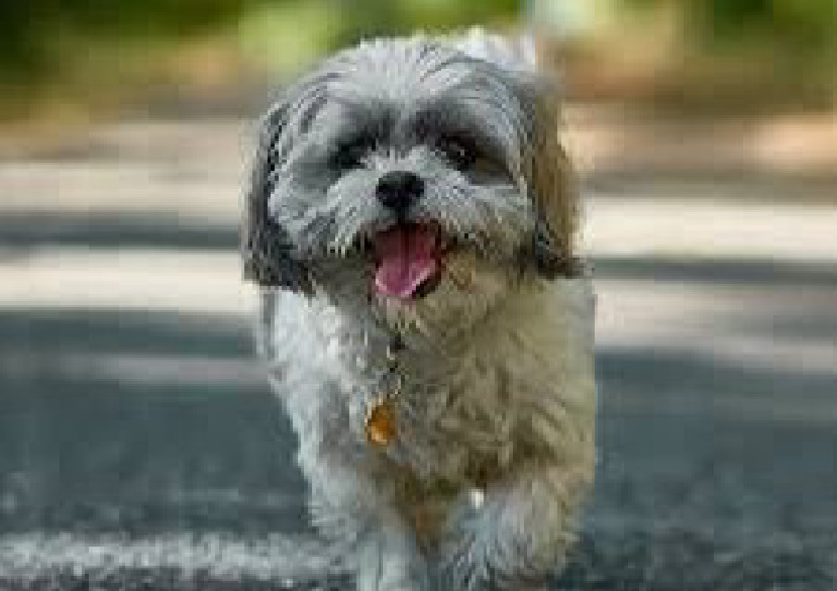 Dog | PDF