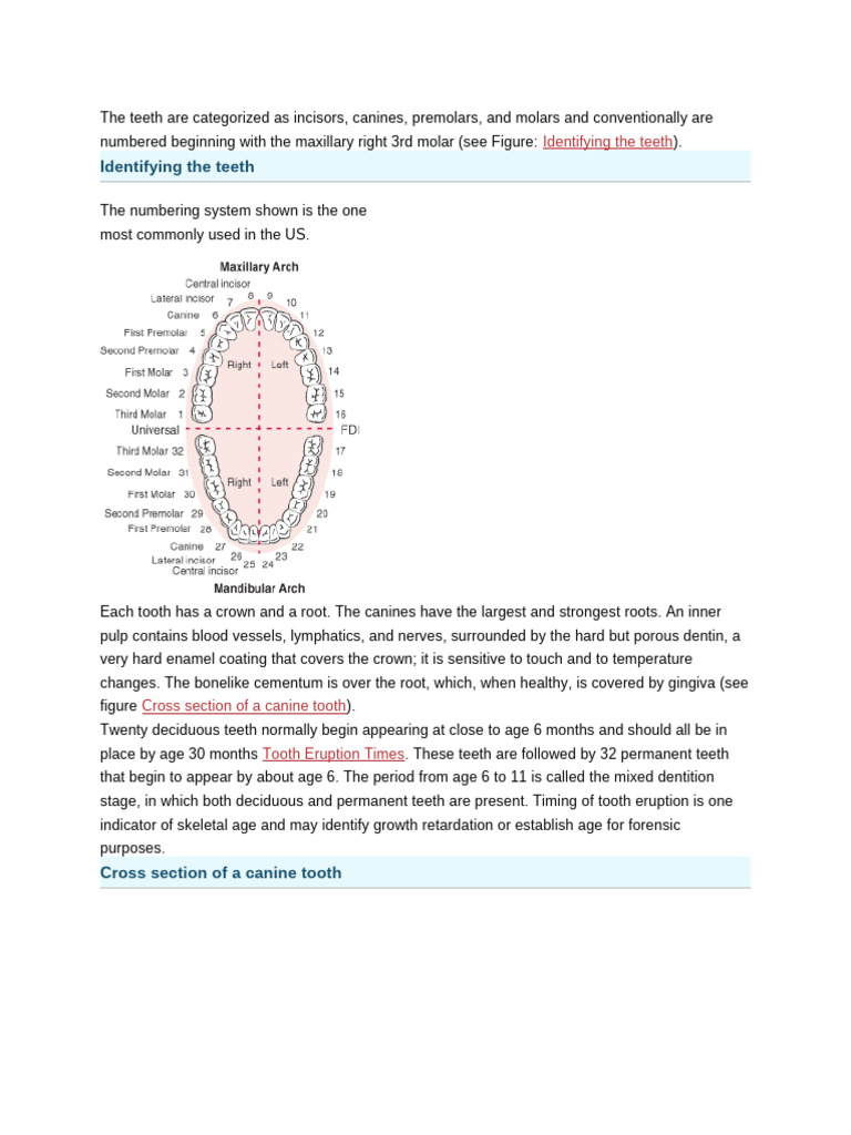Anatomy of Human Teeth and Mouth | PDF | Human Tooth | Tooth
