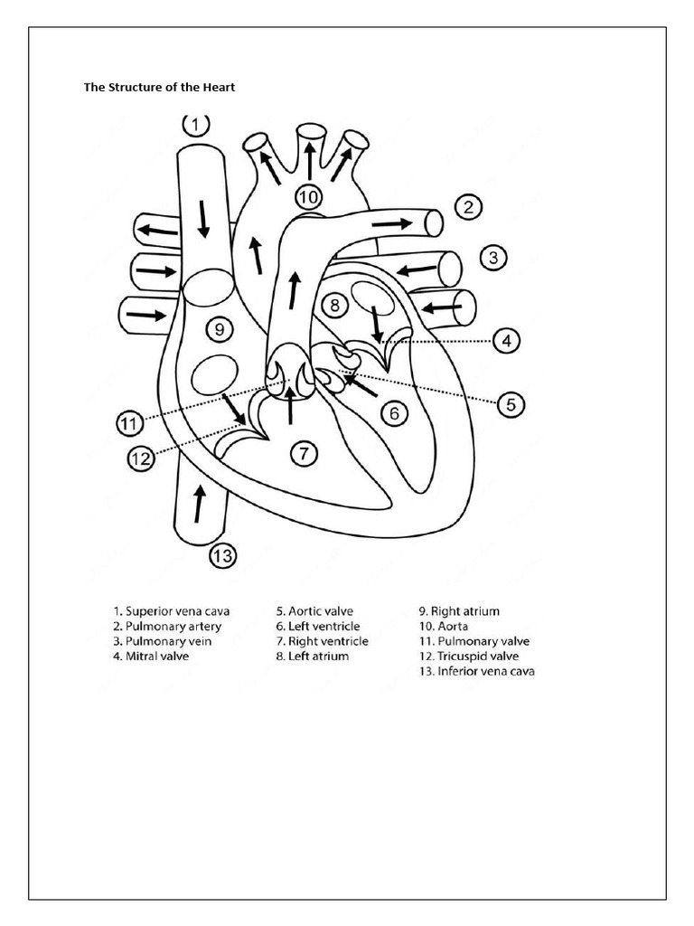 Structure and Function of the Heart | PDF | Heart | Heart Valve