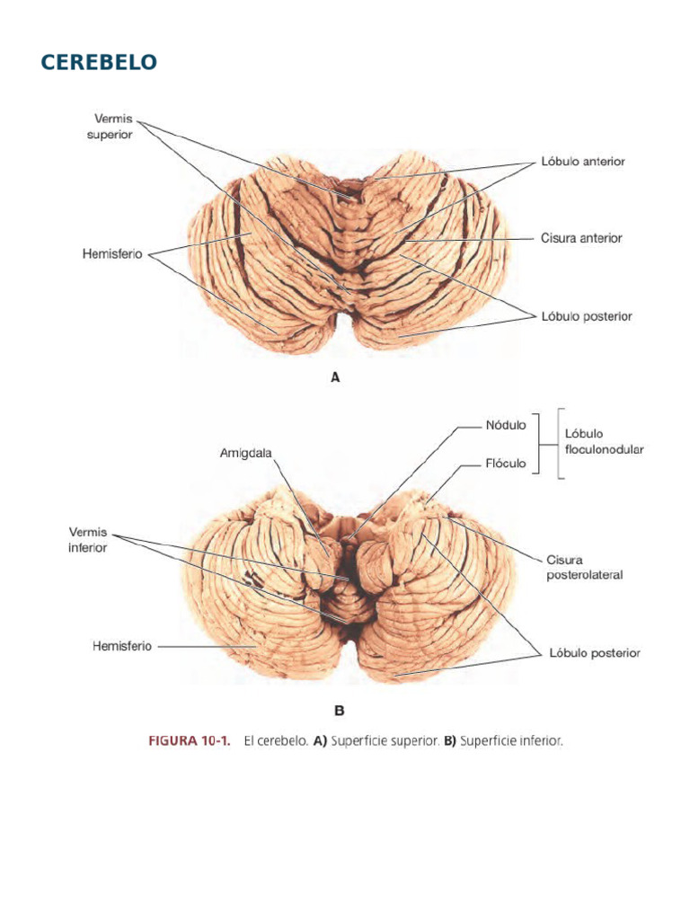 Practico de Neuro 2 | PDF