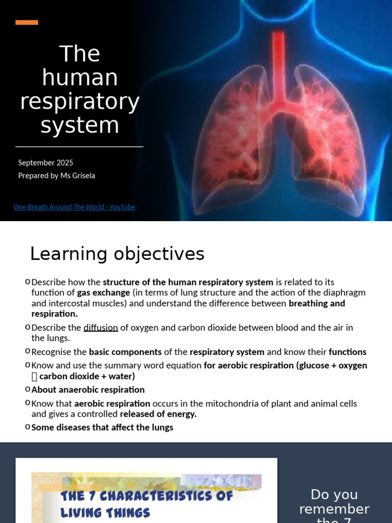 Understanding the Human Respiratory System | PDF | Respiratory System ...