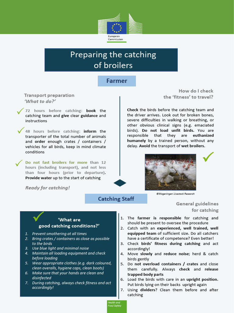 Best Practices for Catching Broilers | PDF | Broiler