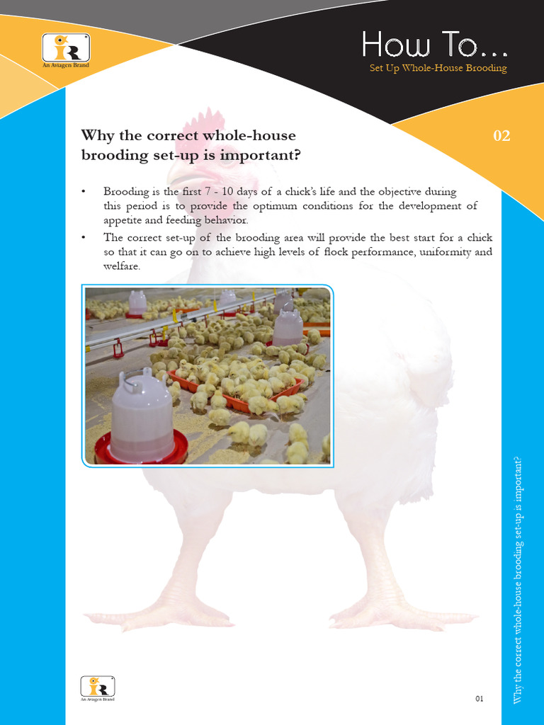 Whole-House Brooding Setup Guide | PDF | Birds | Broiler