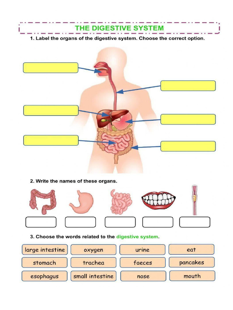 SCIENCE Worksheet | PDF