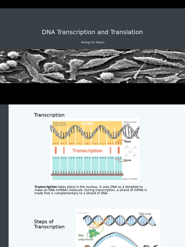DNA Transcription and Translation Process | PDF | Translation (Biology ...
