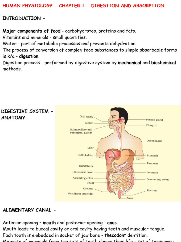 Digestion and Absorption PDF | PDF