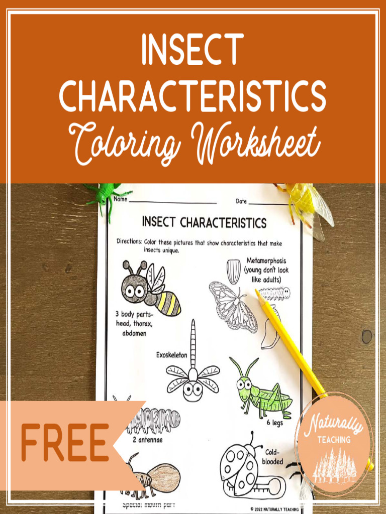 Coloring Worksheet: Insect Characteristics | PDF | Insects