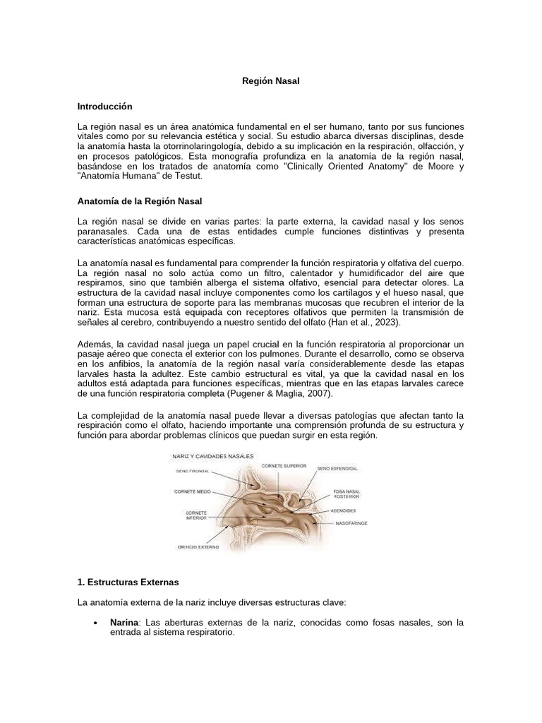 Anatomía y Funciones de la Región Nasal | PDF | Nariz humana | Anatomía ...
