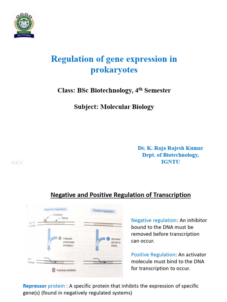 Gene Expression Regulation in Prokaryotes | PDF | Operon | Repressor