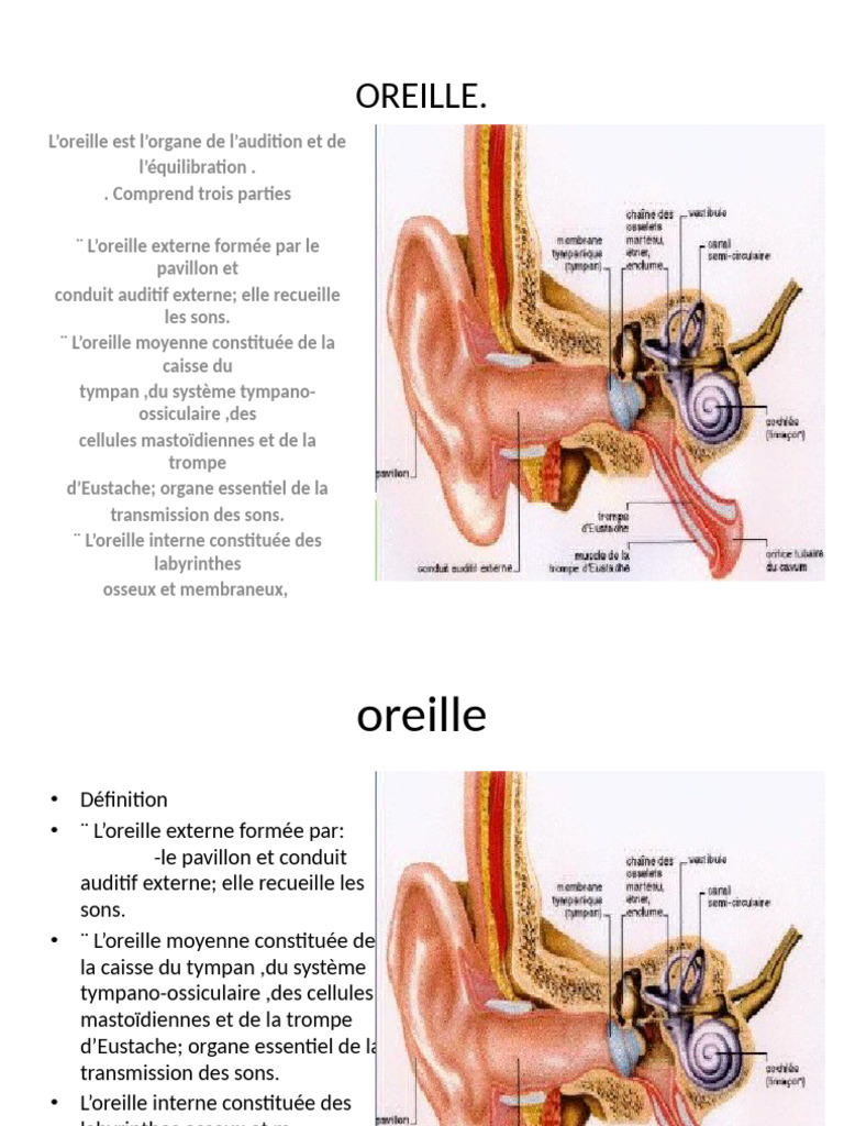 Anatomie de l'oreille humaine | PDF | Oreille | Système vestibulaire
