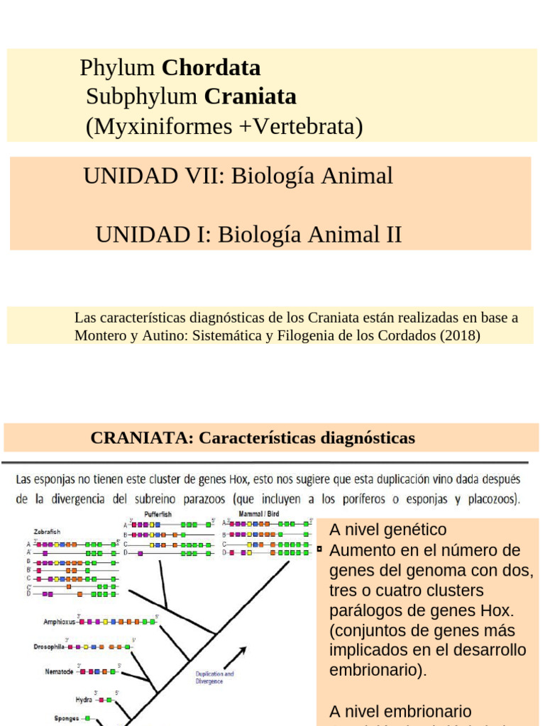 Características de Craniata y Vertebrados | PDF | Riñón | Vertebrados