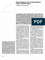Physical Mapping of The 5S rRNA Multigene Family in Common Wheat