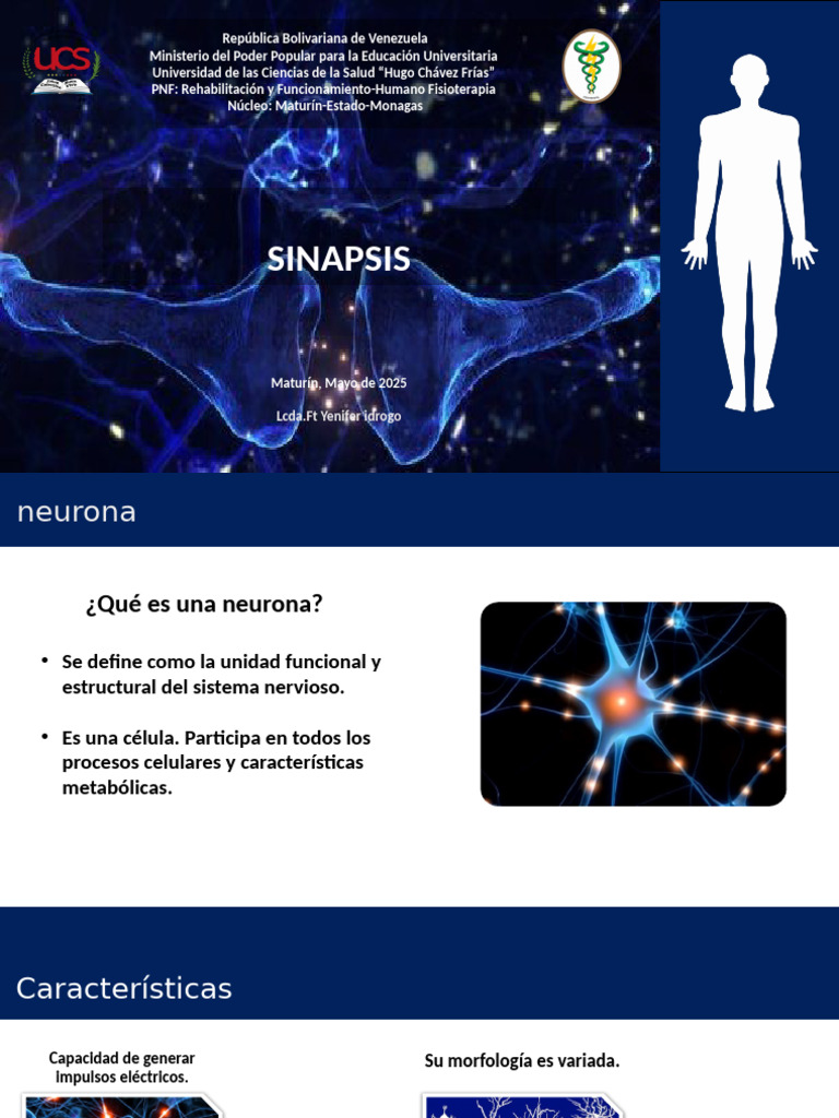 Anatomía y Función de Neuronas | PDF | Sinapsis | Neurona
