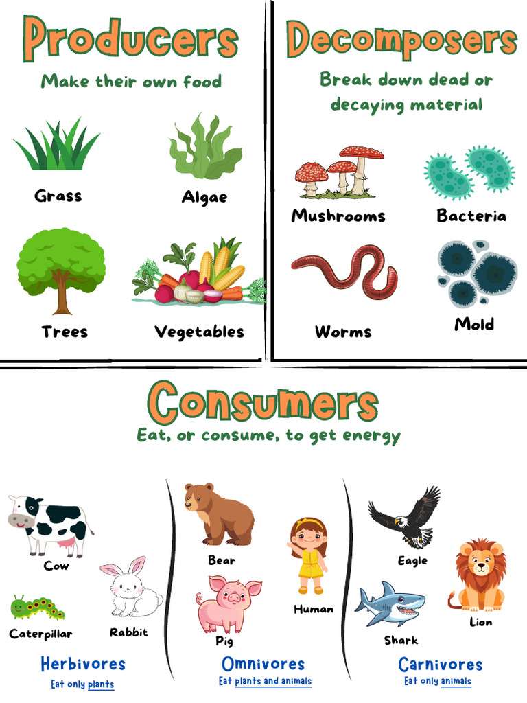 Consumers | PDF