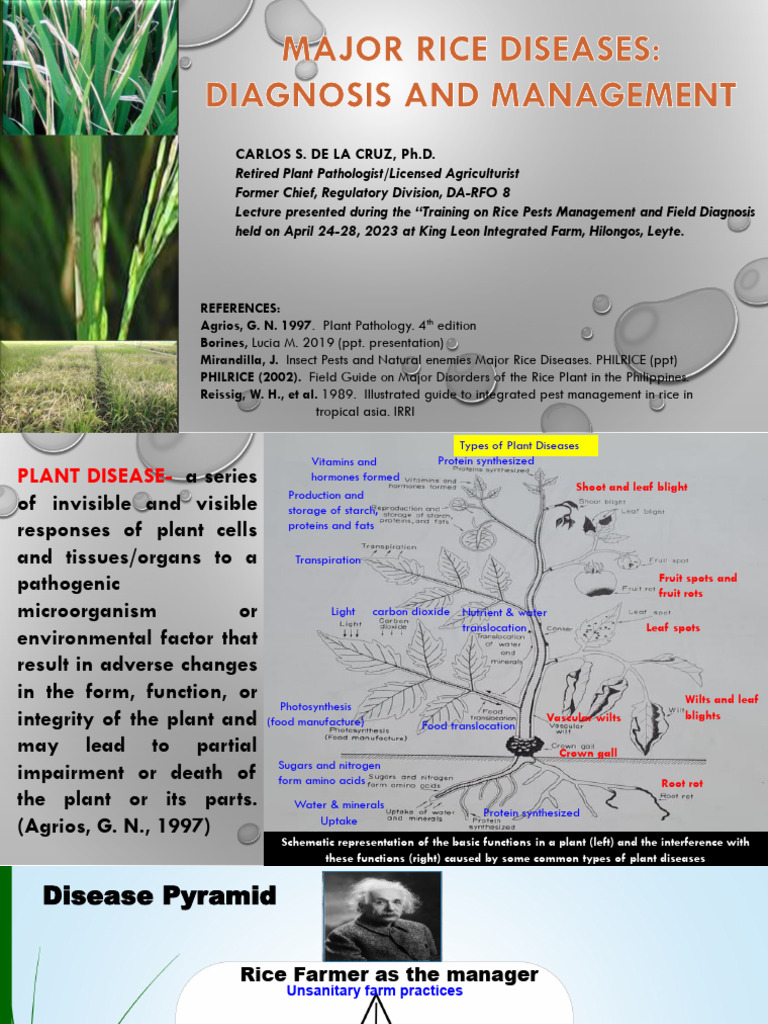 Major Rice Diseases Biology & Management | PDF | Rice | Pathogen