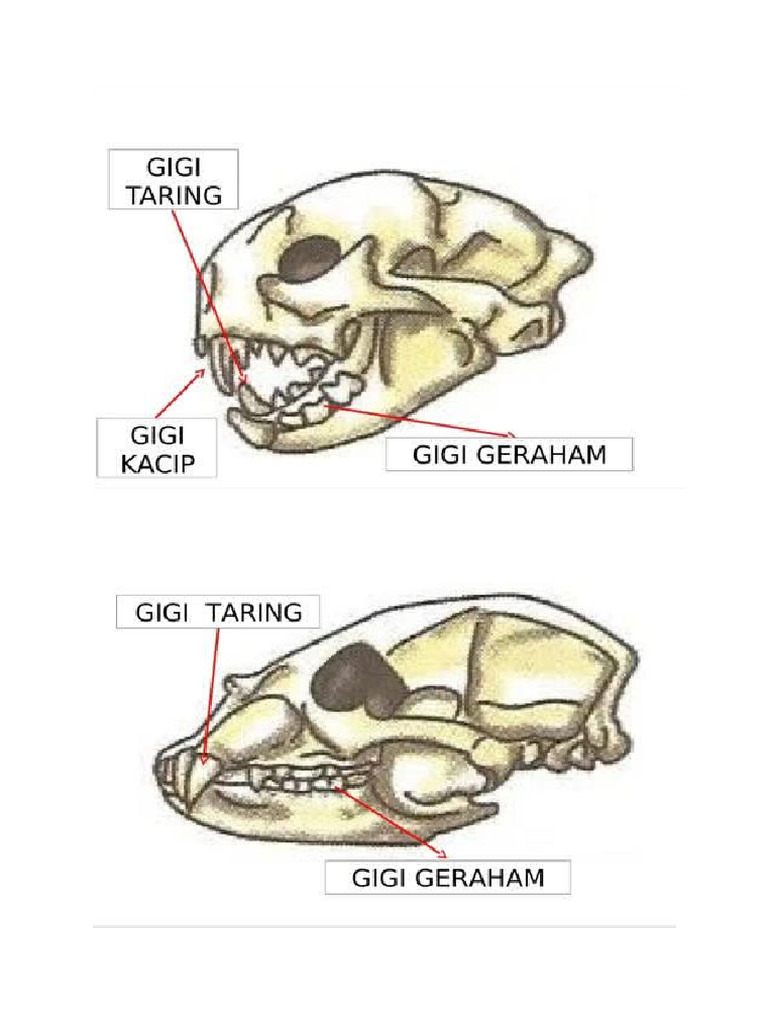 Kegigian Karnivor | PDF
