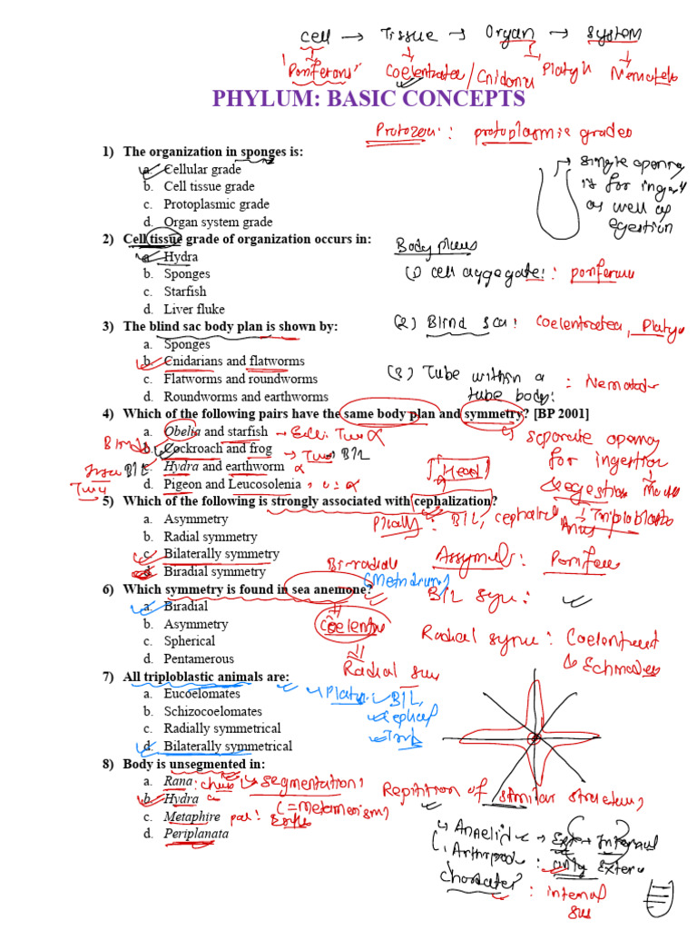 Phylum Concepts: Animal Organization & Symmetry | PDF | Zoology