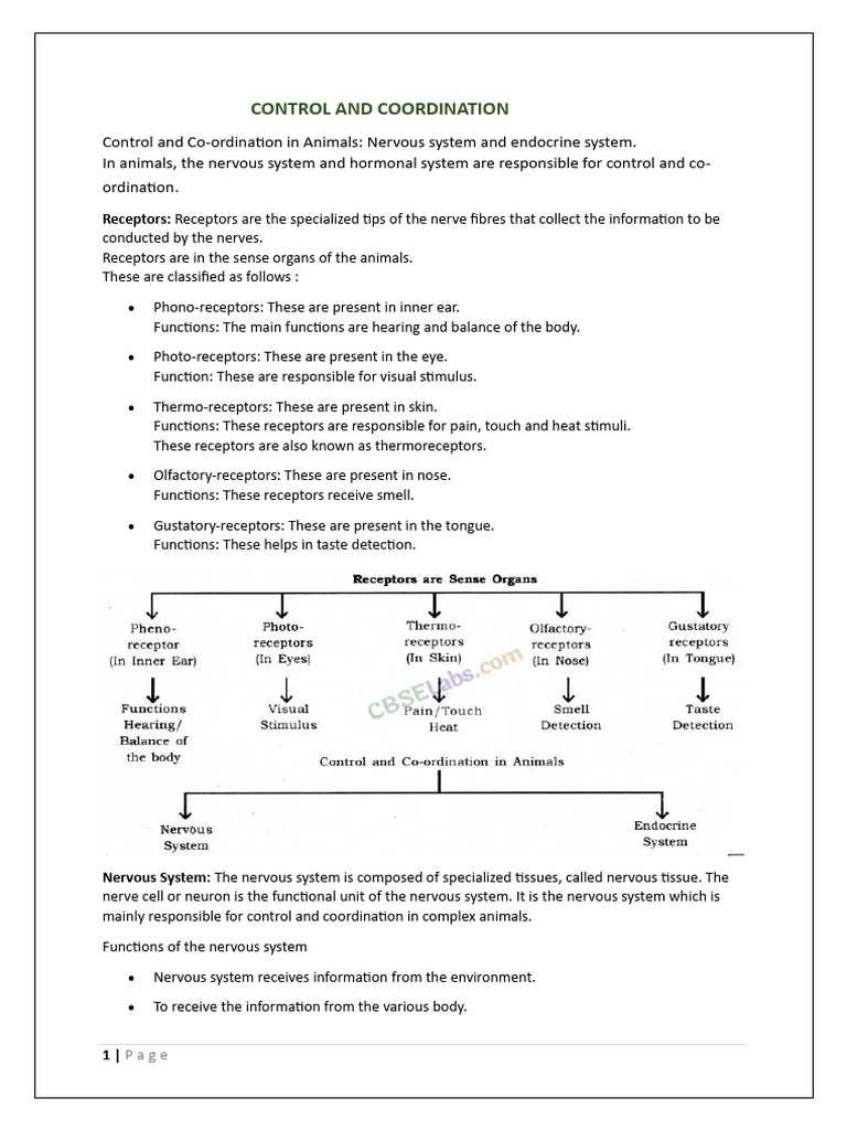 Control and Coordination Notes | PDF | Neuron | Axon