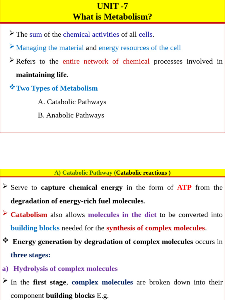 Understanding Metabolism and Bioenergetics | PDF | Gibbs Free Energy ...