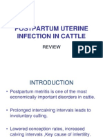 Postpartum Uterine Infection in Cattle
