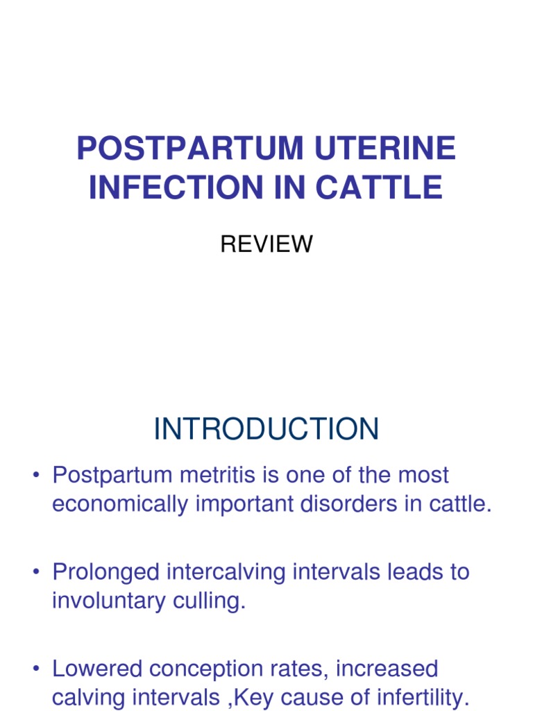 Postpartum Uterine Infection in Cattle Immune System Antibiotics