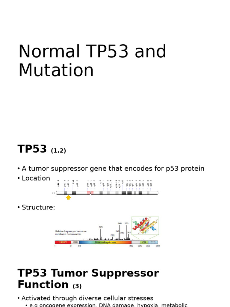 TP53 Gene: Functions and Mutations | PDF | P53 | Dna Repair