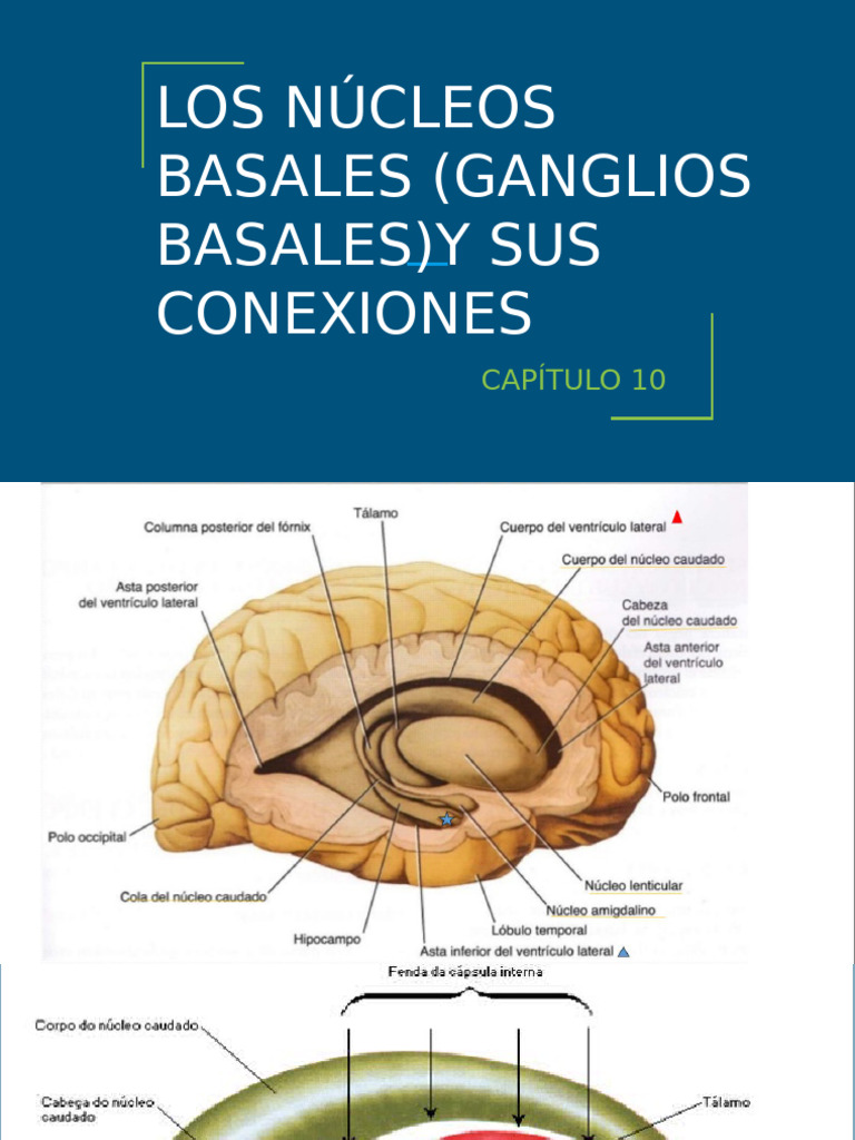 Nucleos Basales | PDF