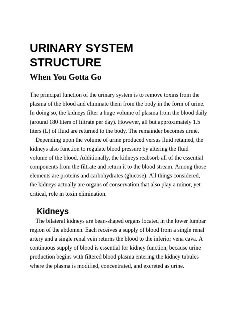Urinary System Overview for Anatomy 101 | PDF | Kidney | Organ (Anatomy)