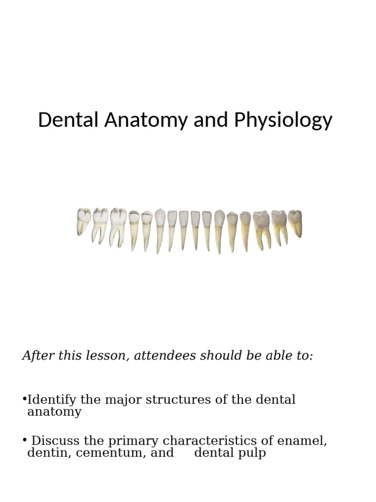 Understanding Dental Anatomy Basics | PDF | Human Tooth | Dental Anatomy