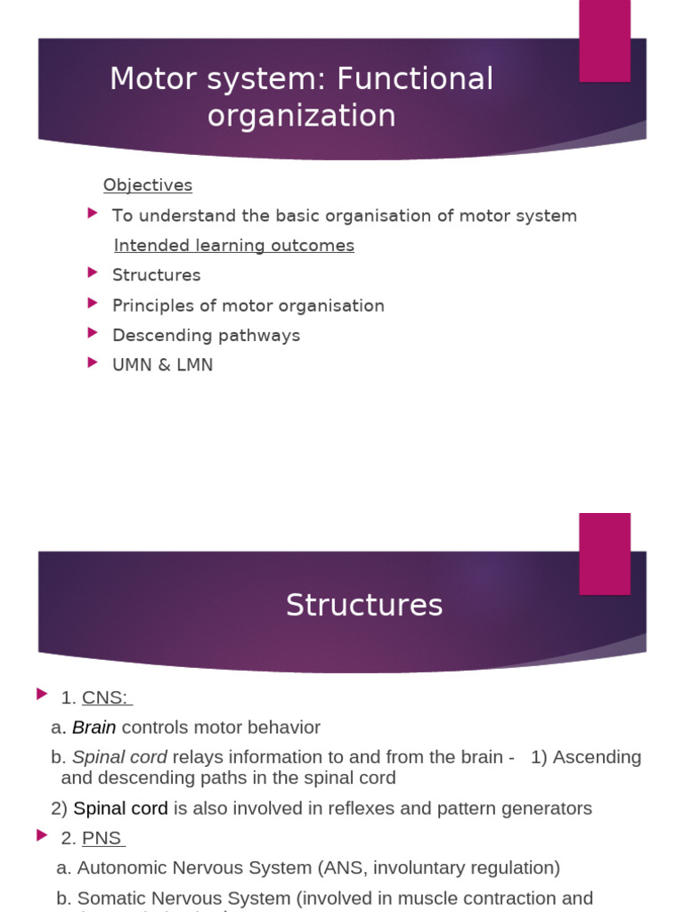 Motor System Organization and Pathways | PDF | Motor Neuron | Spinal Cord