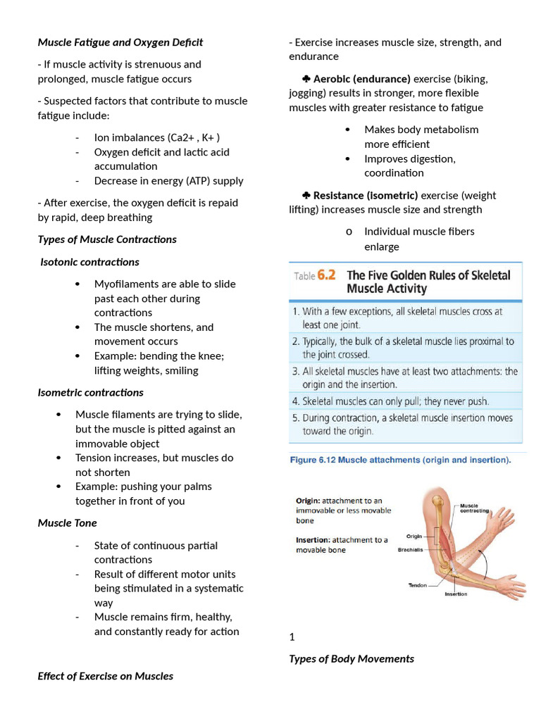 Muscle Fatigue and Oxygen Deficit PANG FPRINT MUSCULAR | PDF | Skeletal ...