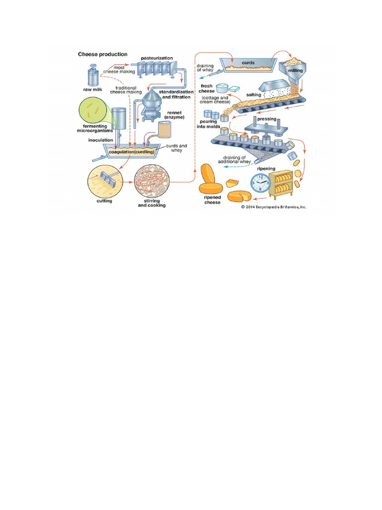 Cheese Production Process Explained | PDF