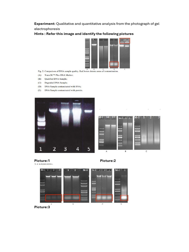 DNA Quantification via Gel Electrophoresis | PDF