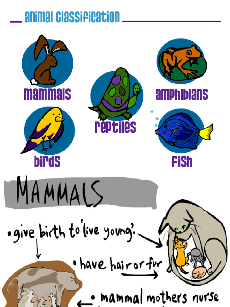 Animal Classification EYFS KS1 | PDF