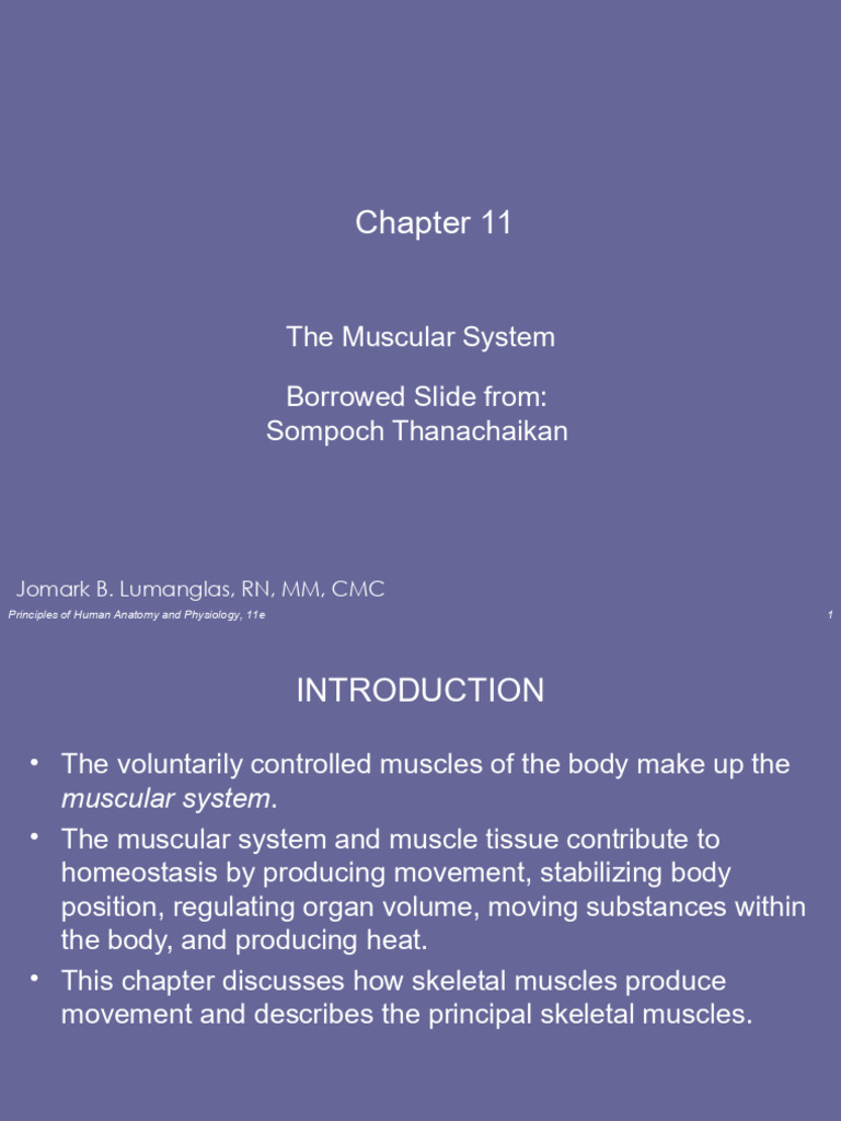 Chapter 11 - Anatomy and Physiology - Lumanglas | PDF | Human Leg | Foot