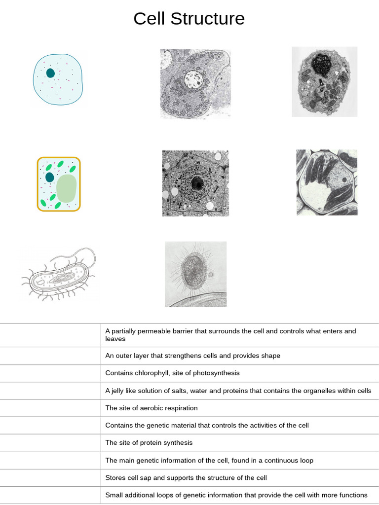 Key Components of Cell Structure | PDF