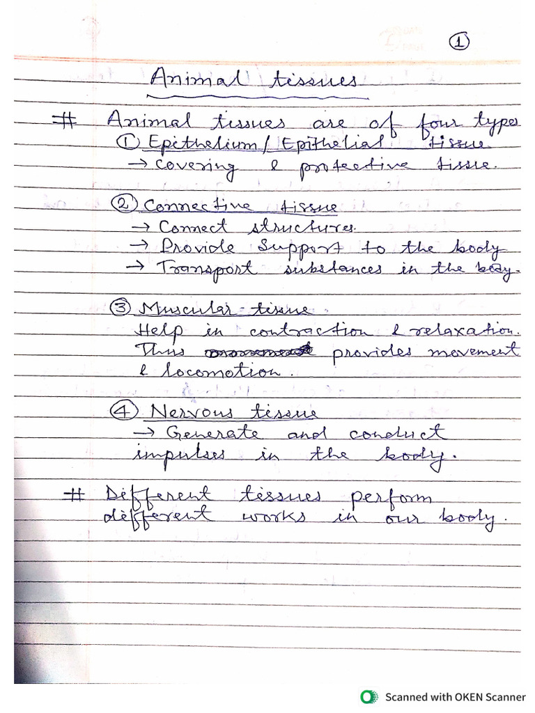 Animal Tissue | PDF