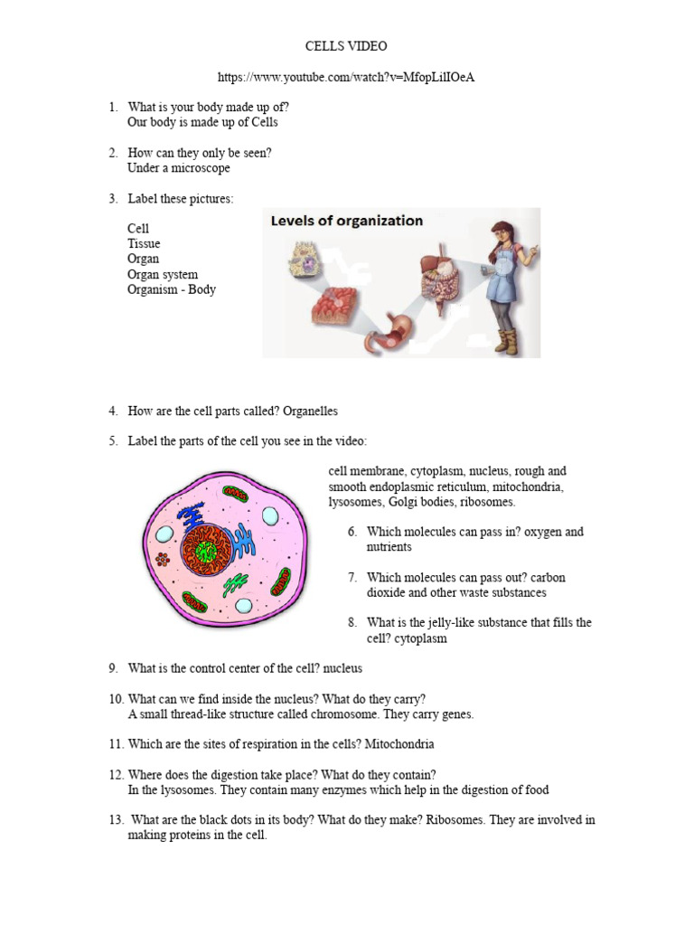 Animal Cells Structure Functions - Video - Answer Key | PDF