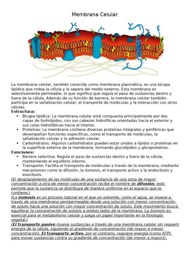 Estructura y Funciones de la Membrana Celular | PDF | Membrana celular ...